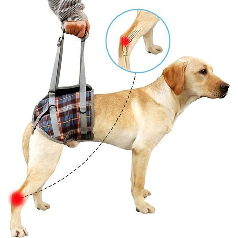 royaluxe -Harnais de soutien pour chien, pattes arrière pour animaux de compagnie, levage réglable, sangle de récupération pour chien, rééducation, aide canine pour la marche des chiens âgés (M, bleu) (1/5)