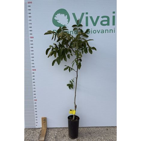 PIANTA DI NOCE INNESTATA "IVARTO" in vaso VASO H. 150/170 CM (foto reale)