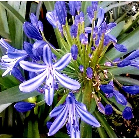 Planta de Agapanthus Azul