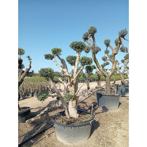 OLEA EUROPAEA ALB.90 PALCHI CIPRESSINO CRF.60/80 (V.B.)
