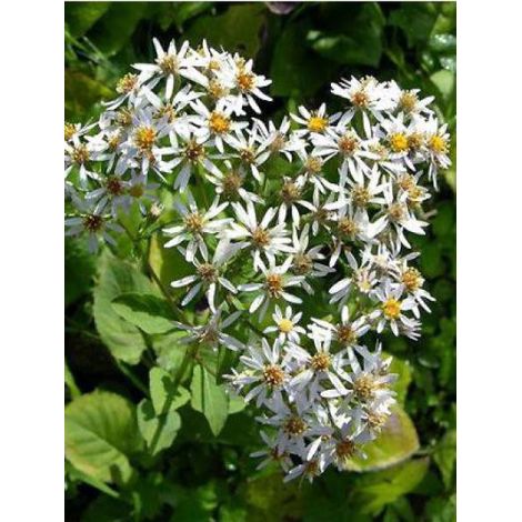 Aster à grandes feuilles 'Albus' Godet de 8/9 cm (1/3)
