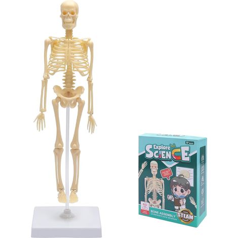 Mini anatomical human skeleton model, full body model with articulated arms and legs and plastic base for learning, display, gift (35 cm) (1/5)