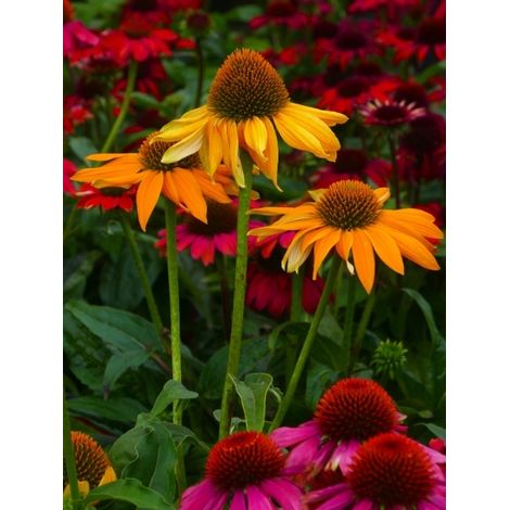 Rudbeckia pourpre 'Cheyenne Spirit' Godet de 8/9 cm (1/2)