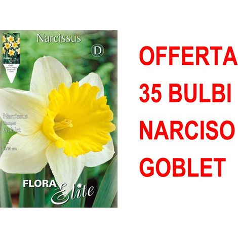 OFFERTA 35 BULBI NARCISO TRUMPET GOBLET BULBS