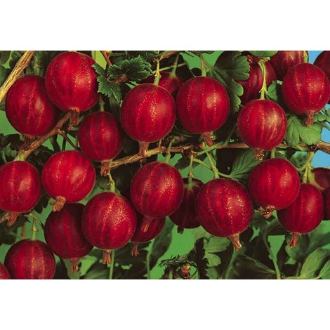 Pianta di uva spina rossa vaso 18 cm foto reali frutti di bosco vaso 18cm