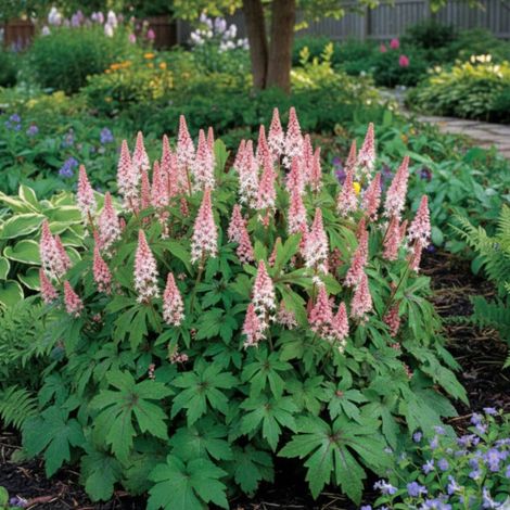 Tiarelle Pink Skyrocket/Godet - 5/20 cm