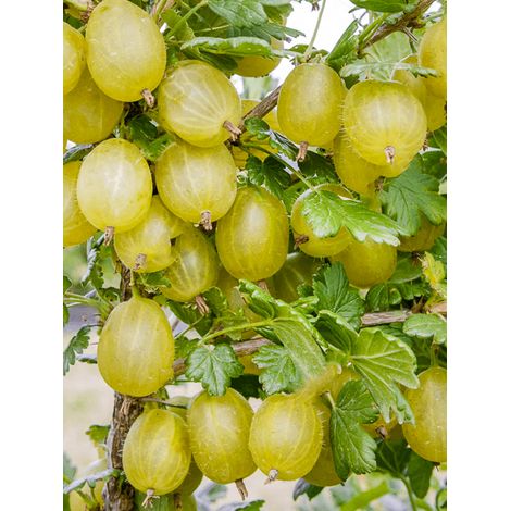 Groseillier à maquereau 'Hinnonmaki Jaune' Pot de 1,5L/2L