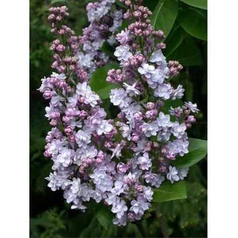 Lilas commun 'Michel Buchner' Pot de 4L/5L