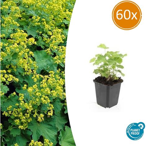 Lot de 60 Alchemilla mollis Manteau de Dame Plante Vivace Couvre-sol Fleurs Jaune-Vert 10-25cm Ø9cm - PANGIVO (1/5)