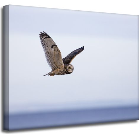 Leinwanddruck Tiere Eule im Flug 50x40 cm