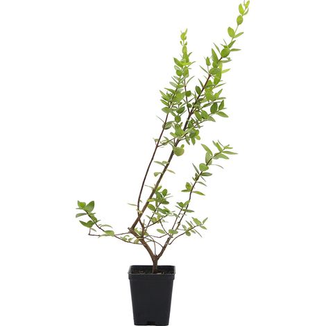 Myrtus communis (bacca bianca) - mirto bianco, mortella - vaso quadro 7x7x8 cm (1/3)