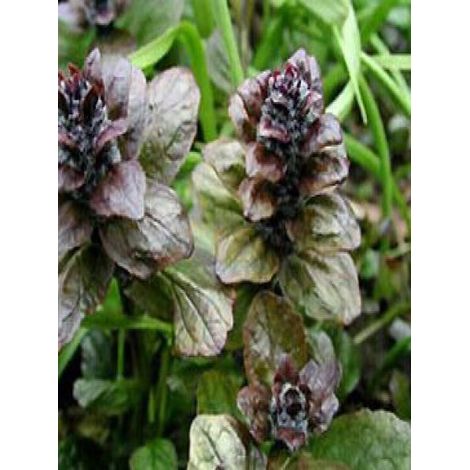 Bugle rampant 'Catlin's Giant' Godet de 8/9 cm (1/5)