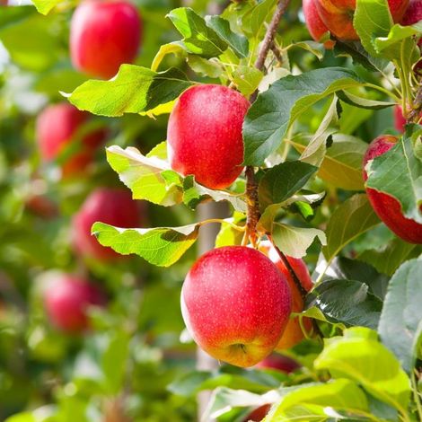 Pépinières Naudet – Pommier 'Royal Gala' – Arbre fruitier à pommes rouges – Hauteur à maturité 3m – Exposition ensoleillée – Floraison blanche au printemps (1/4)