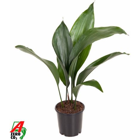 Aspidistra Elatior - Plante Verte d'Intérieur Facile d'Entretien - Pot Ø 13 cm - Hauteur 50 cm - PANGIVO