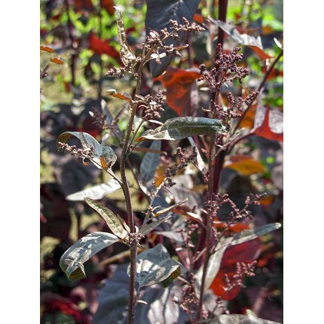 Arroche des jardins 'Rouge' le sachet de 800 graines (4g)