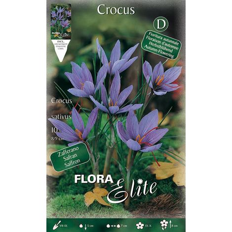 CROCUS SATIVUS CONFEZIONE DA 10 BULBI BULBI AUTUNNALI BULBS
