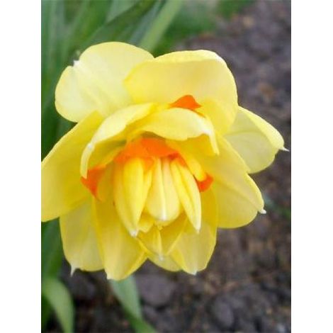 Narcisse à fleurs doubles 'Tahiti' Bulbe calibre 12+ (par 5) (1/2)