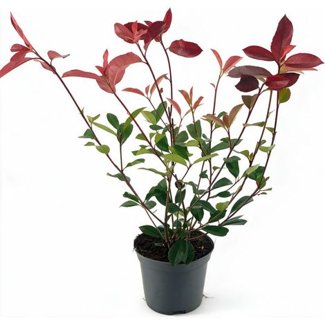 Photinia Red Robin 40/60cm Pot 2L - Photinia xfraseri Red Robin (1/4)