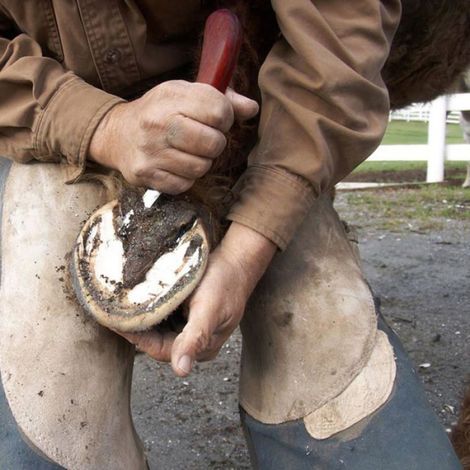 Couteau à sabot professionnel,couteau à sabot en acier inoxydable, outil de parage de sabot de cheval (1/5)