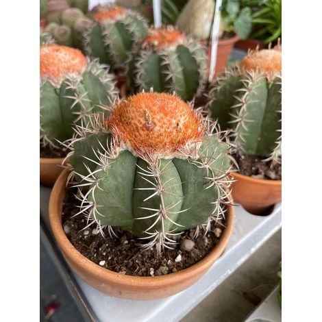 Melocactus matanzanus - Plante en pot 8 Photos réelles