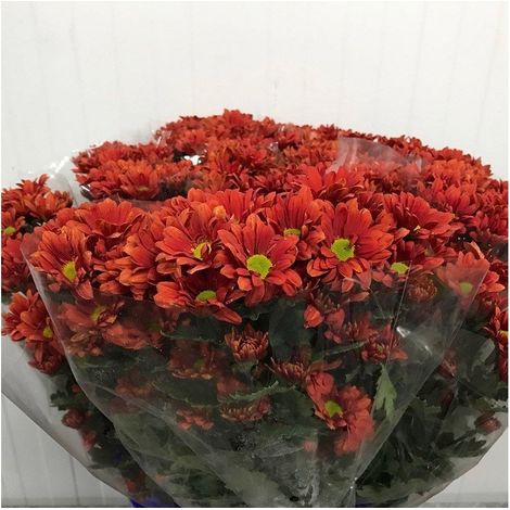 Margarita Crisantemo Flor Natural Crisantemo Bacardi Ramo de 5 tallos 70cm de alto