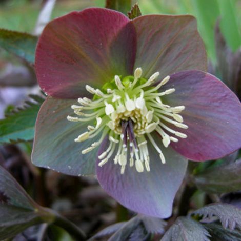 4 x Hellébore pourpre - Helleborus purpurascens - godet 9x9 cm