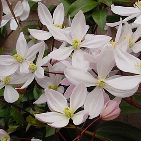 Clématite de père Armand 'Apple Blossom' - 60-80 cm pot (1/4)