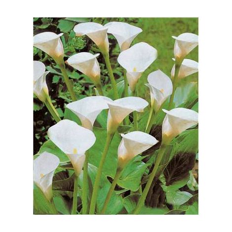 ARUM (CALLA) BLANC 1 BULBE