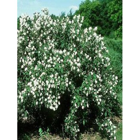 Seringat de Perse 'Bouquet Blanc' – Hauteur 200 cm – Exposition soleil/mi-ombre – Fleurs blanches légèrement parfumées – Pot de 2L/3L