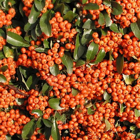 Buisson ardent Saphyr® Orange 'Cadange', Pyracantha/Pot de 3L - 40/60 cm