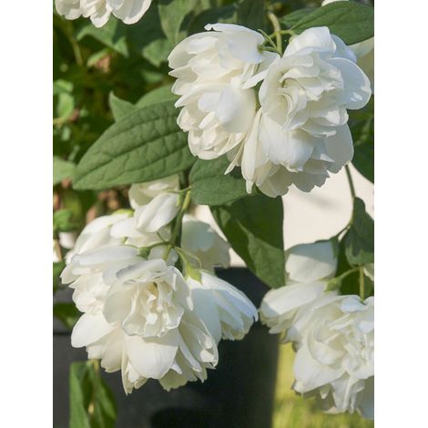 Seringat 'Little White Love ' Pot de 2L/3L