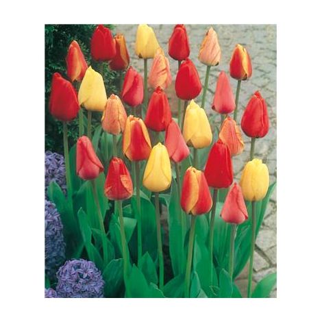 OFFRE FABRE : MELANGE TULIPES DARWIN 40 BULBES