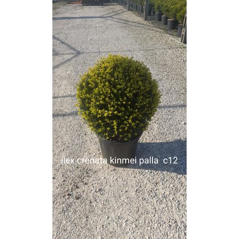 Gardenaria Agrifoglio - Ilex crenata 'Kinme' - Arbusto ornamentale da giardino - Altezza: 30/35 cm (vaso19) (1/5)