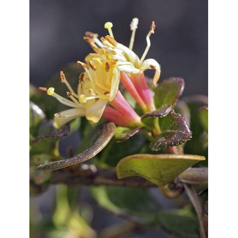 Chévrefeuille rampant 'Little Honey' Pot de 2L/3L (1/3)