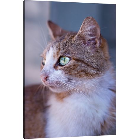 Lienzo impreso con la imagen de un gato pelirrojo (80x120 cm).
