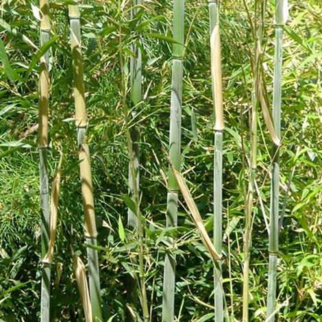 Bambou géant - Phyllostachys bissetii  - 60- 80 cm pot