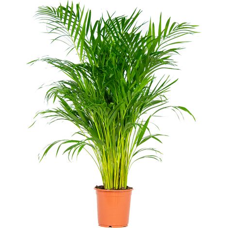 Bloomique - Dypsis Lutescens - Palmier Areca - Plantes d’intérieur - Dépolluante - Sans danger pour les animaux - Hauteur 100-110 cm - Pot 21 cm (1/5)