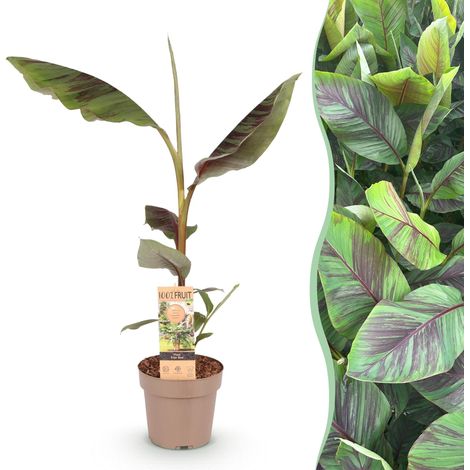 Bananier Musa Ever Red Plante à Fruits Exotique Résistant Hiver Vert-Rouge Pot 21 cm Hauteur 70-90 cm - PANGIVO (1/4)