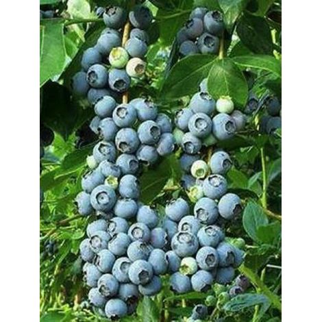 Myrtille d'Amérique 'Patriot' Pot de 1,5L/2L, Buisson