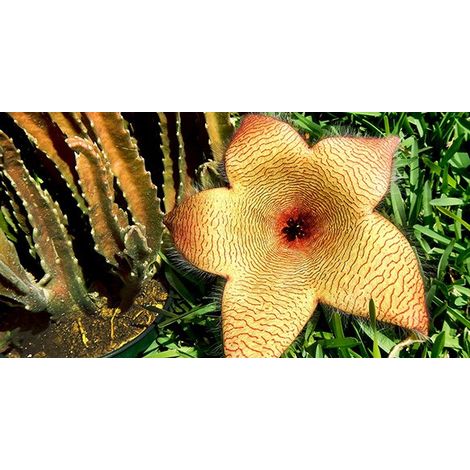 Stapelia gigantea pot 10.5cm photos réelles plante succulente