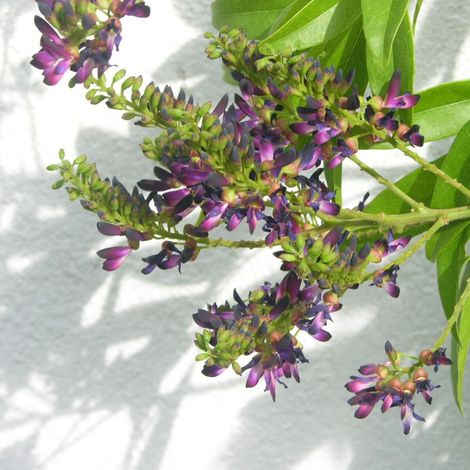 Glycine d'été Satsuma/Pot de 3L - Echelle bambou 60/120 cm (1/3)