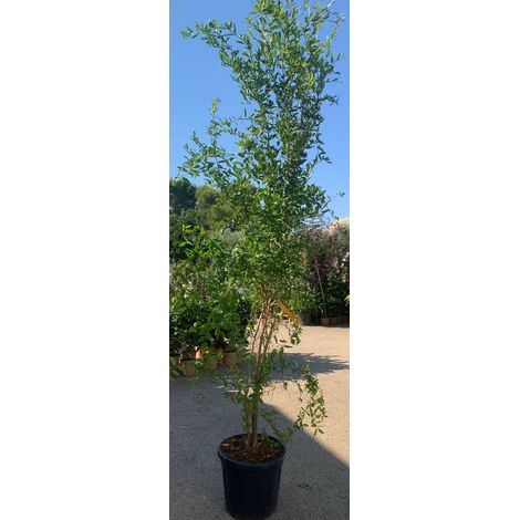 PIANTA DI MELOGRANO "PUNICA GRANATUM" IN VASO 40 CM ALTEZZA 150 CM (foto reale)