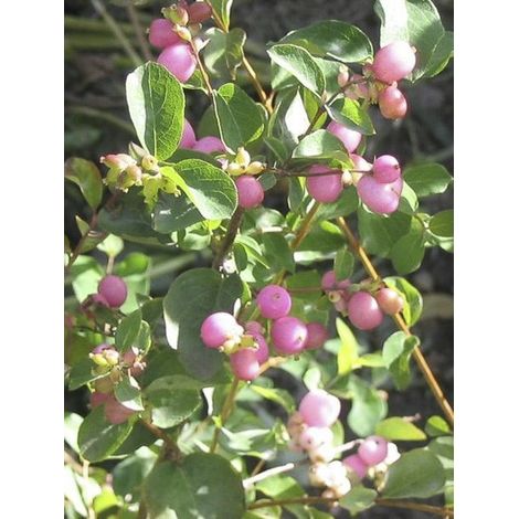 Symphorine 'Amethyst' Pot de 2L/3L (1/3)