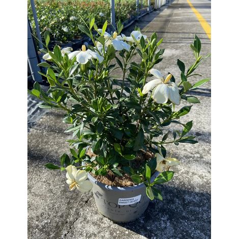 Gardenaria Gardenia jasminoides 'Sweet Heart' - Arbusto ornamentale da giardino - Altezza: 40/50 cm (vaso19) (1/3)