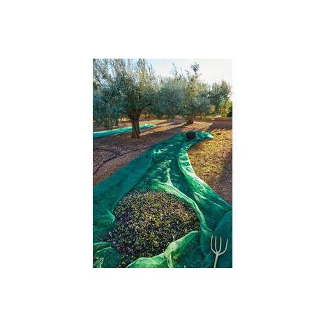 C RETE P/OLIVE ANTISPINA 80G  6X50M
