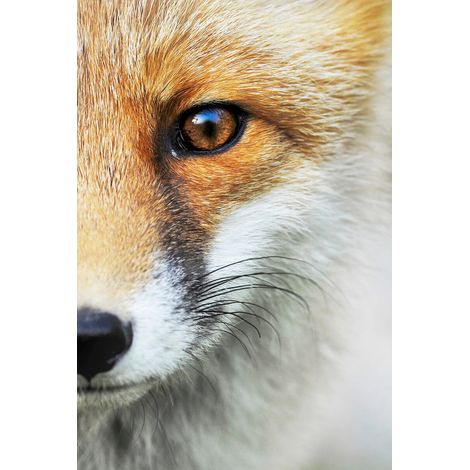 Tableau sur toile renard 30x45 cm - Impression sur Toile Murale Décorative - Image imprimée en HD sur Toile - Toile sur Châssis en Bois FSC - Fabriqué en France (1/5)
