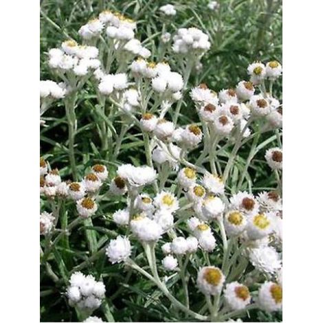 Immortelle d'argent 'Neuschnee' Godet de 8/9 cm (1/3)
