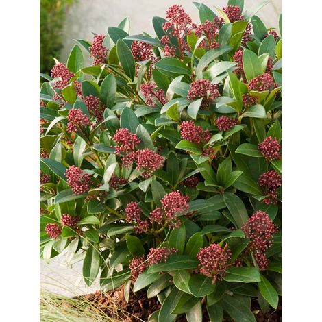 Skimmia du Japon 'Rubella' Pot de 12 cm / 13 cm (1/2)