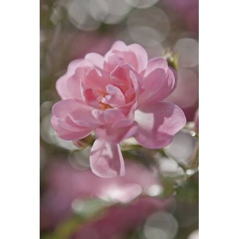Komar Bouquet 184 x 254 cm, Papier peint panoramique 4-713, photomurale sur intissé (1/4)