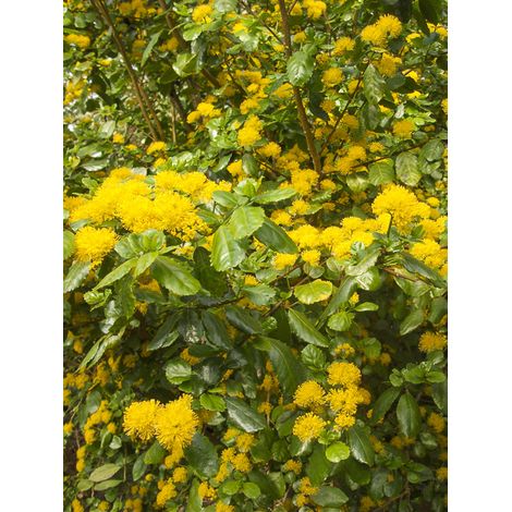 Azara à dents de scie Pot de 2L/3L (1/2)